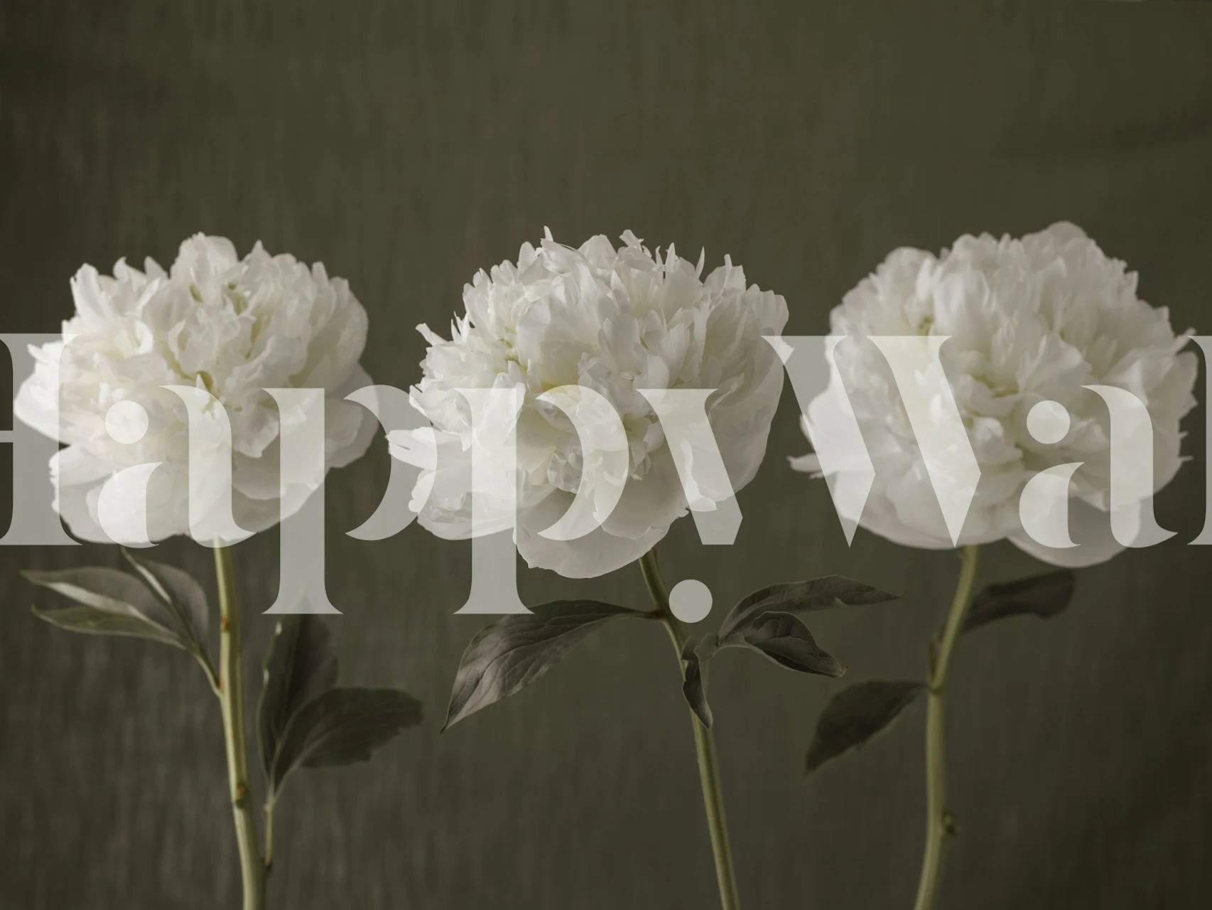 White peonies wall mural with a textured background for a peaceful ambiance