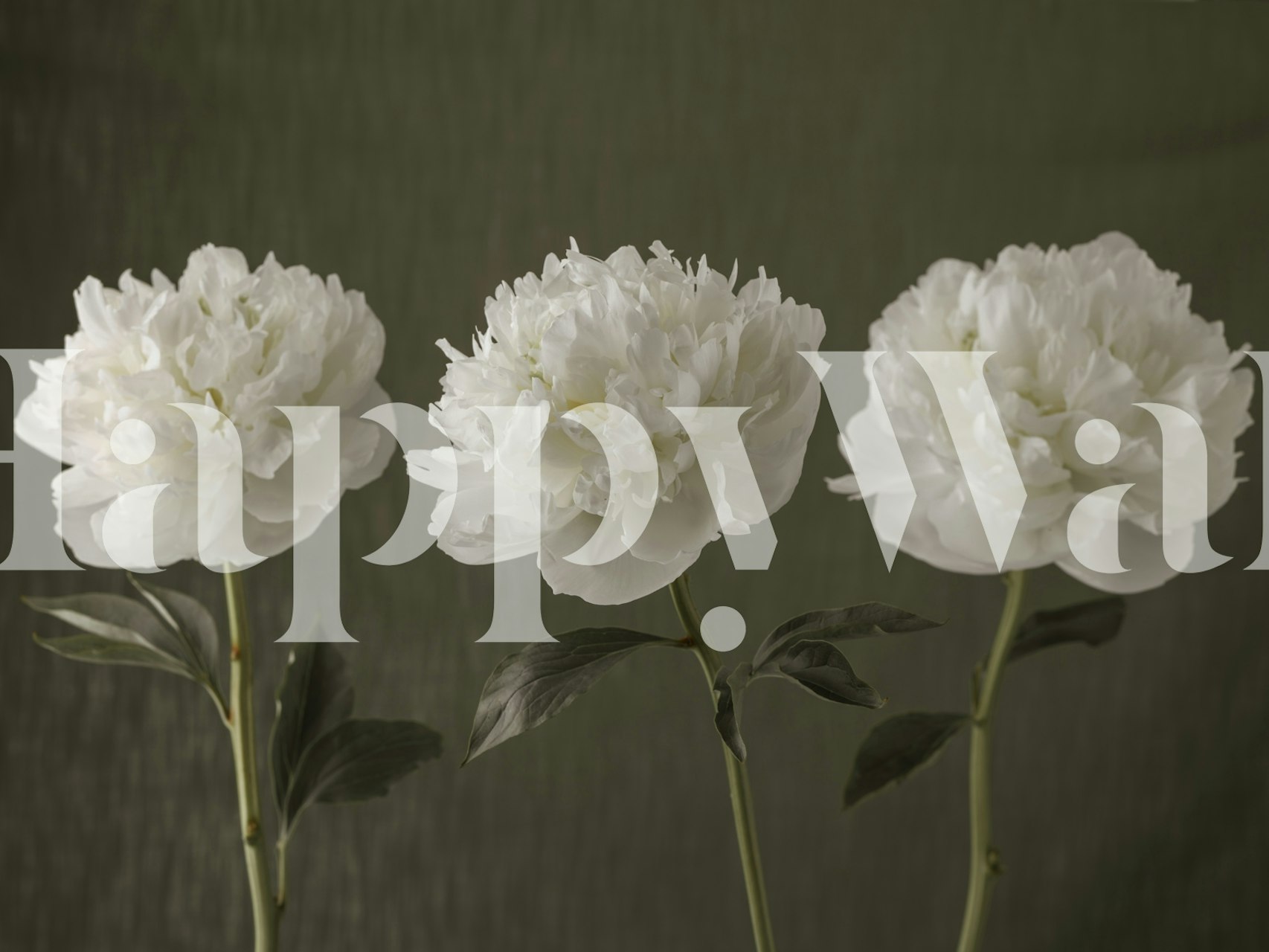 Valkoiset pionit seinämaalaukset kuvioidulla taustalla rauhanomaisen tunnelman luomiseksi