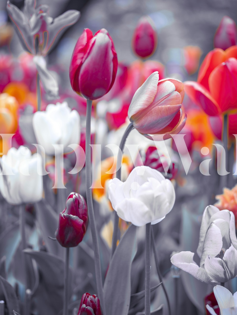 Živá nástěnná malba s různými tulipány v bohatých barvách se selektivně desaturovaným pozadím