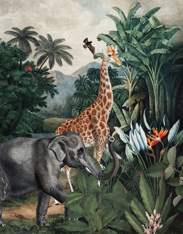 Tropical Animals in Jungle