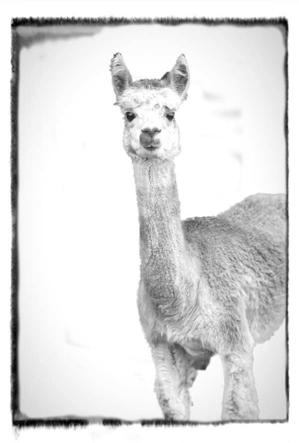 Alpaca Portrait