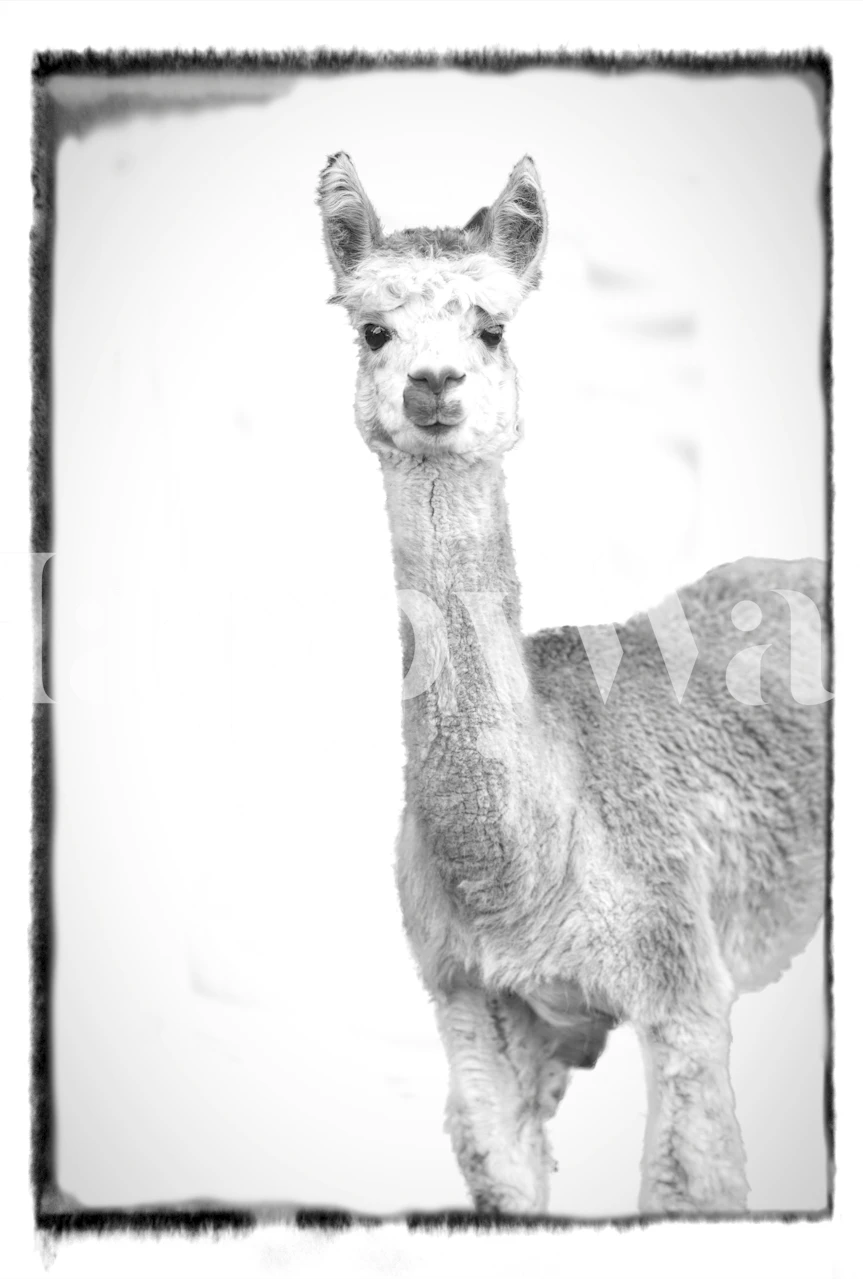 Diseño de Papel Tapiz Monocromo Alpaca