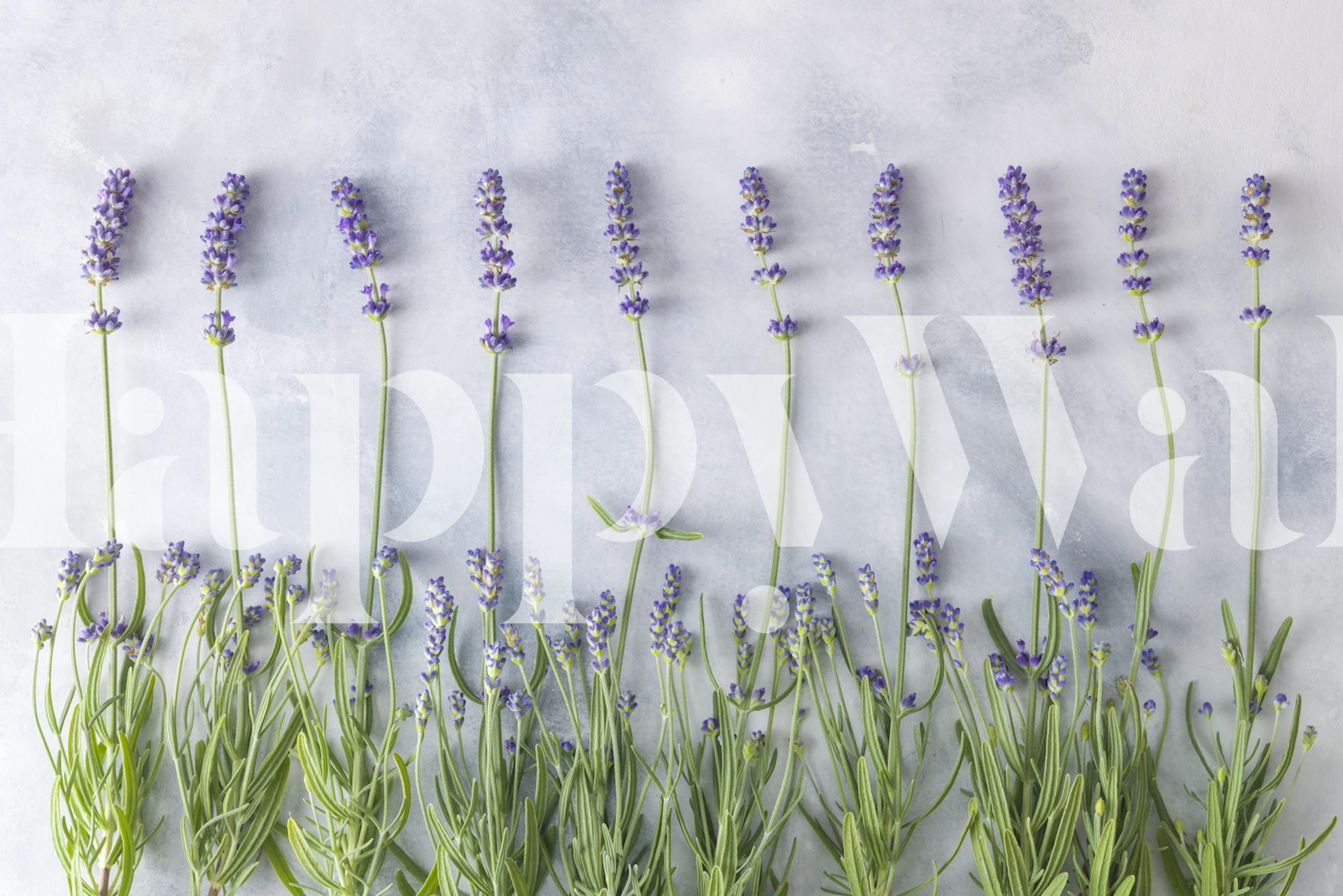 Row of lavender flowers on a soft gray background wallpaper