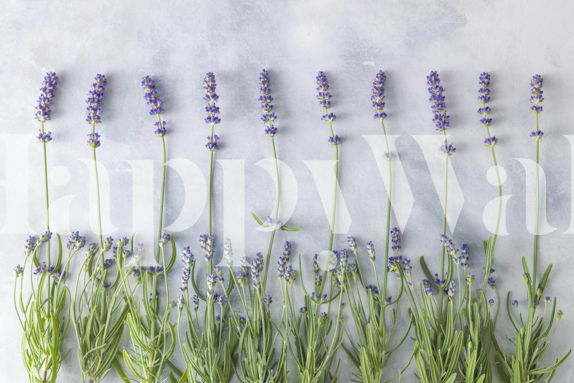 Row of lavender flowers on a soft gray background wallpaper