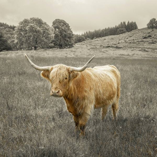 Regal Highland Guardian