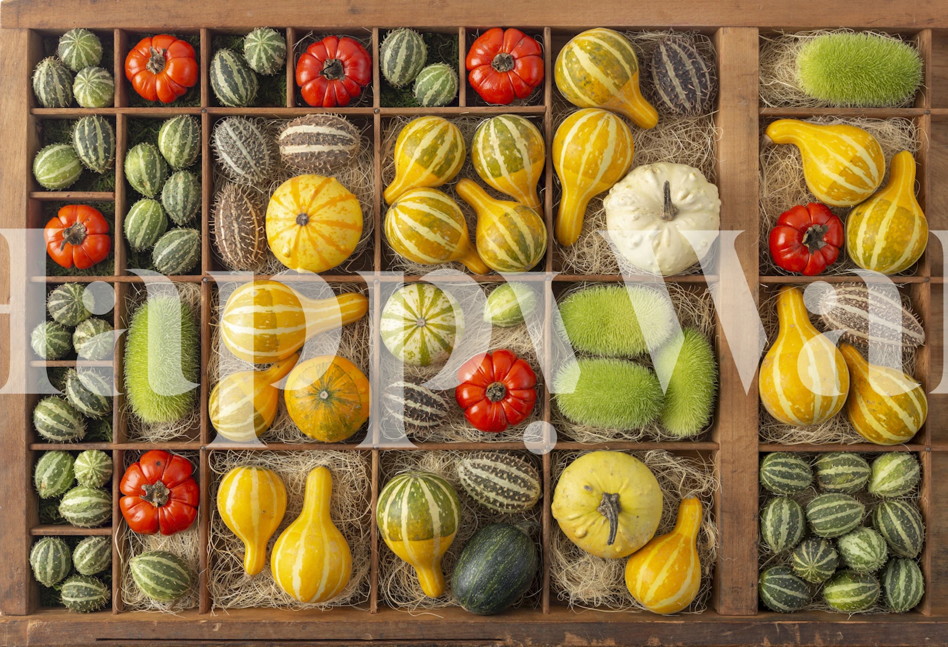 Colorful fruit and vegetable arrangement wallpaper