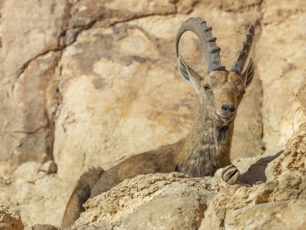 Nubian Ibex