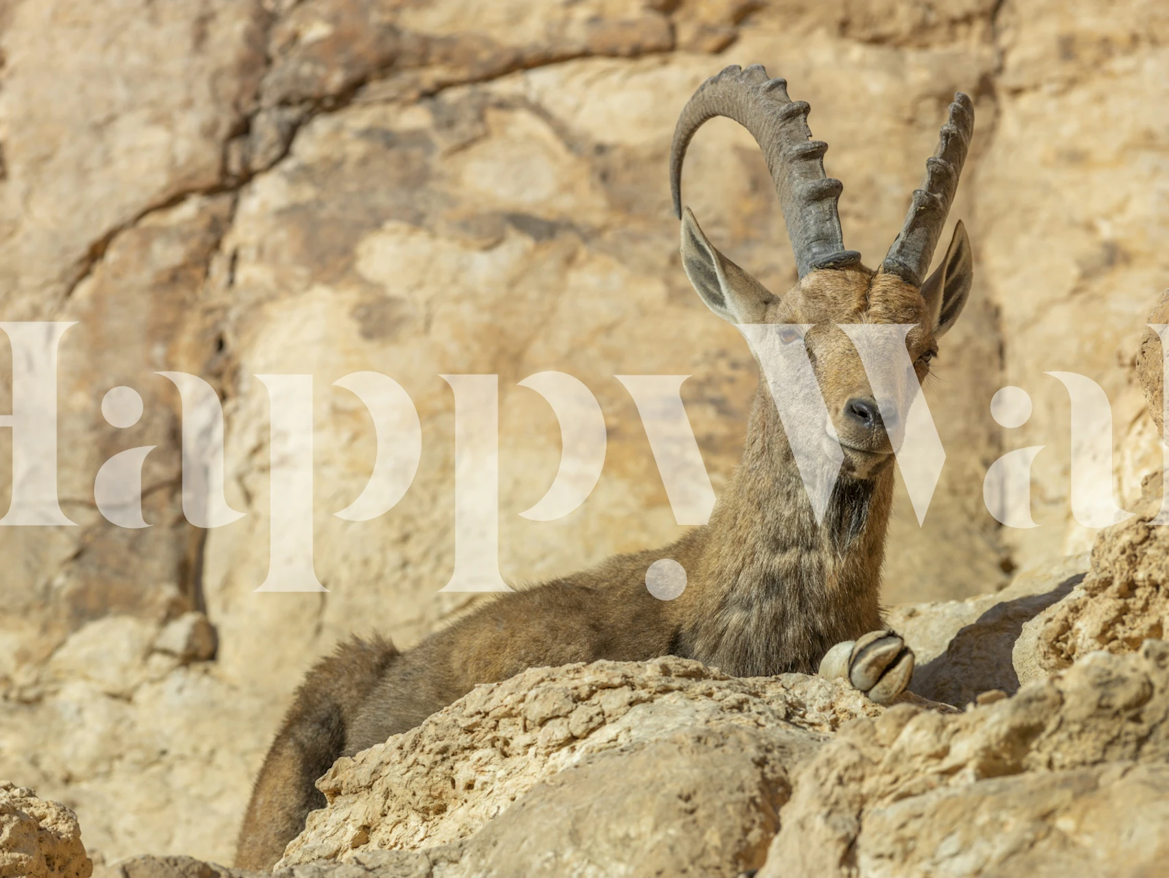 Nubian Ibex wallpaper displayed in a room