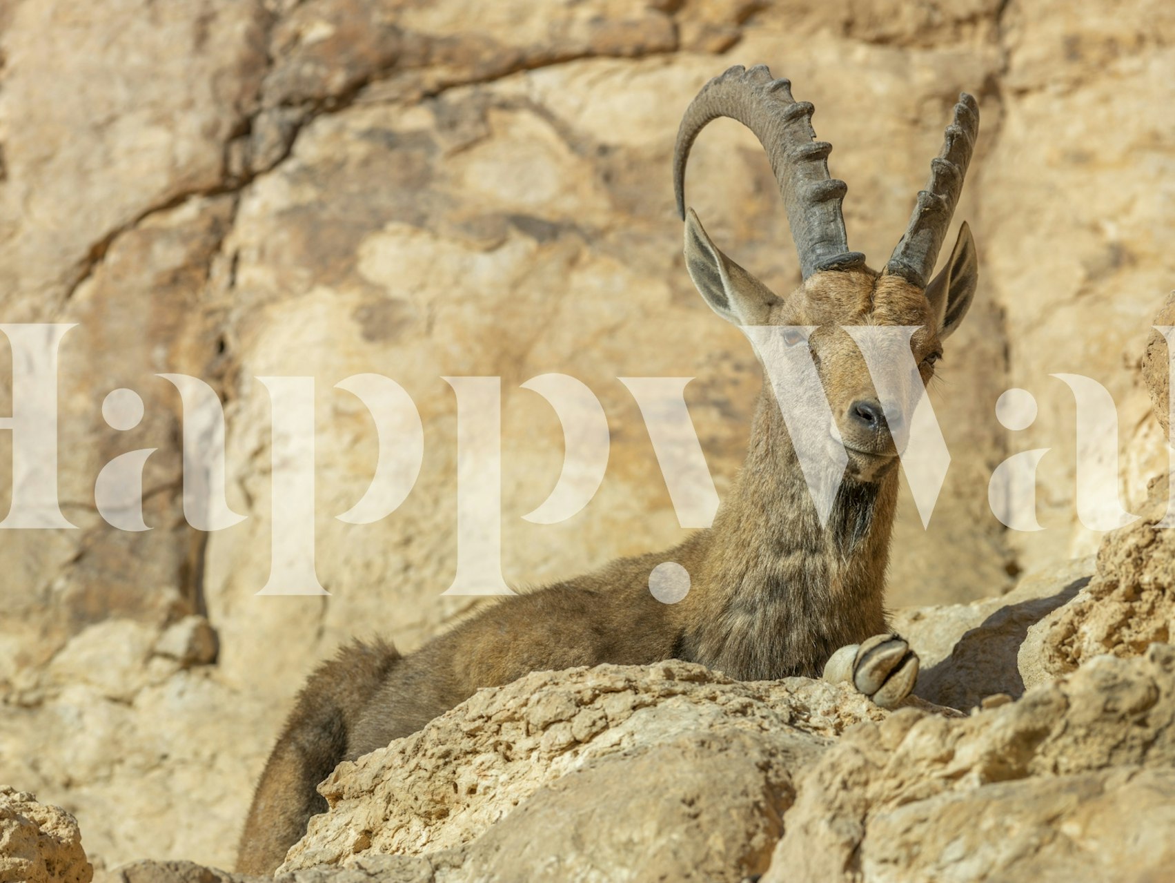 Nubian Ibex wallpaper displayed in a room