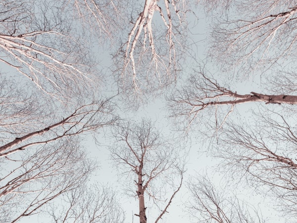 Branches Against Sky