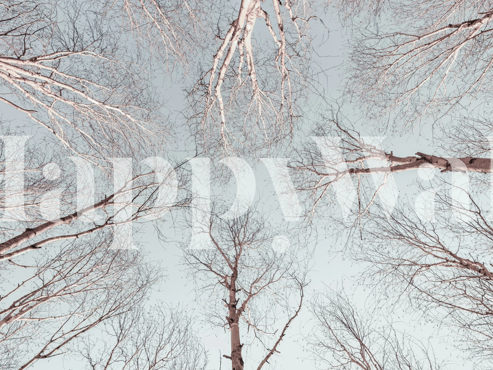 Tree branches against a light blue sky wallpaper