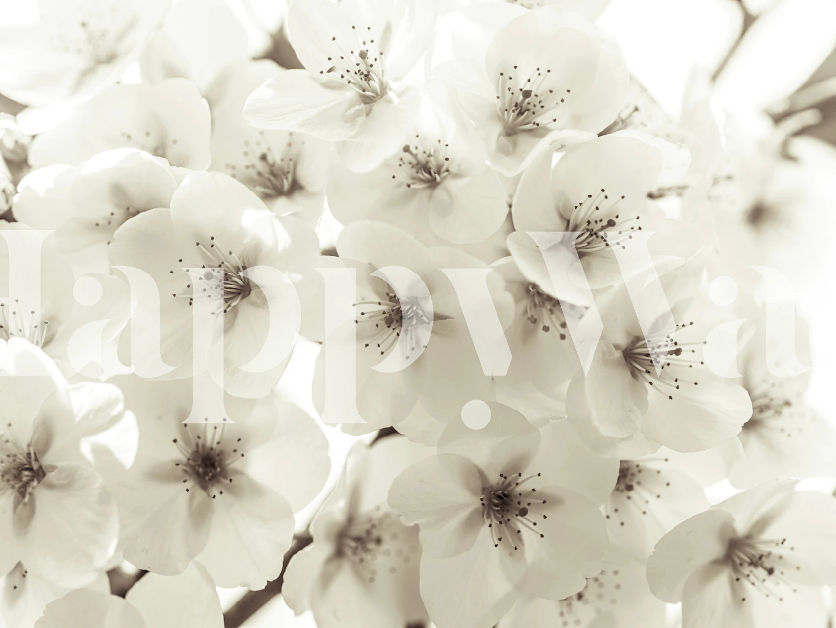 Gros plan flou sur une fresque murale de pétales en fleurs en monochrome