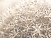 Allium Enchantment tapetit