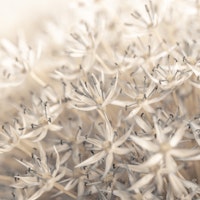 Allium Enchantment papiers peint