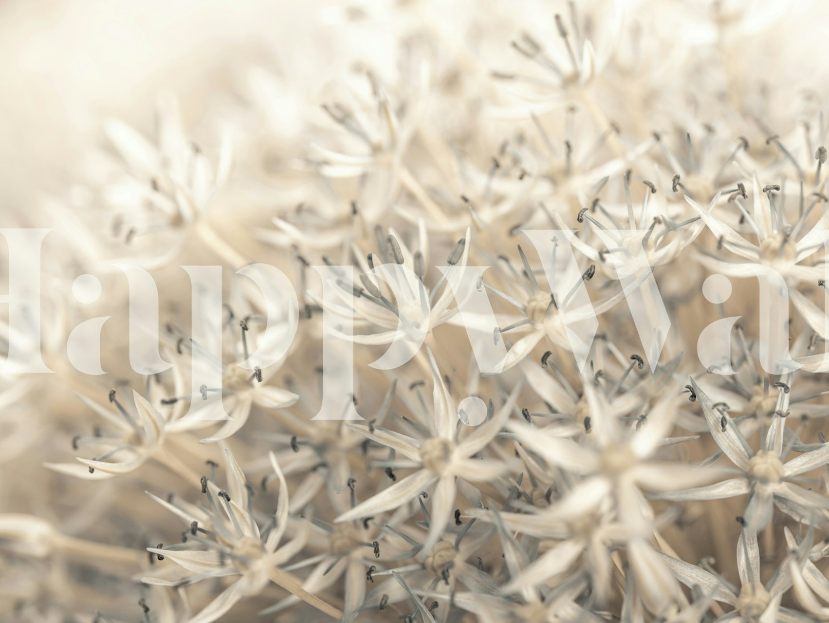 Carta da parati floreale con delicate fiori di allium