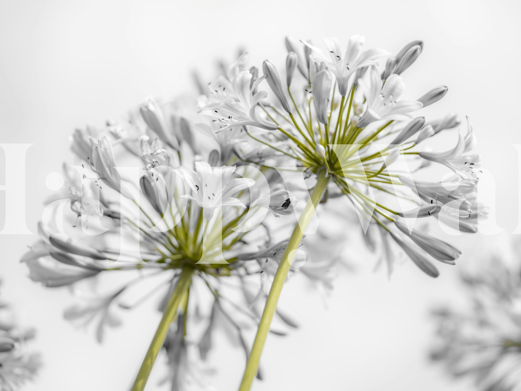White flowers with green stems on a soft background wallpaper