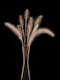 Foxtail grass