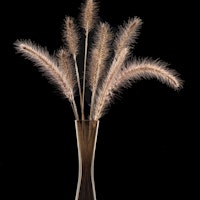 Foxtail grass papiers peint
