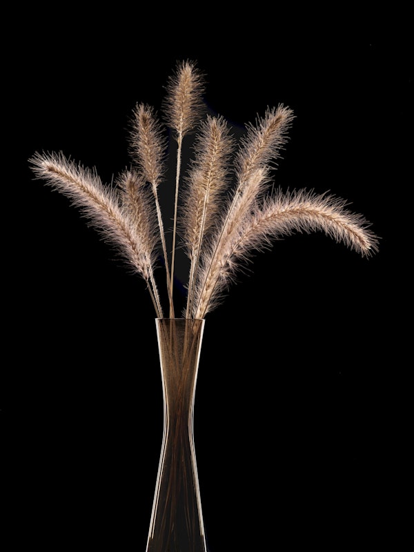 Foxtail grass