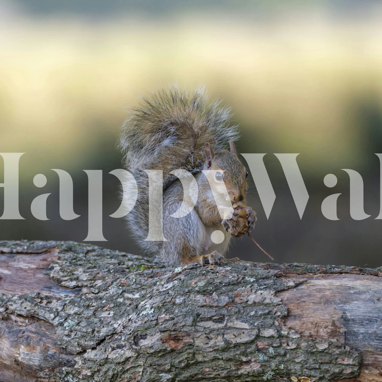 A squirrel holding a nut on a log, warm brown tones, nature wallpaper