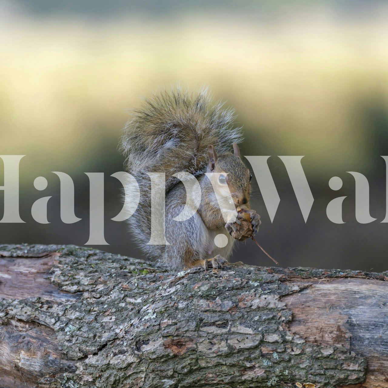 A squirrel holding a nut on a log, warm brown tones, nature wallpaper