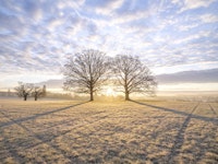 Meadow Majesty papiers peint