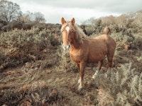 Graceful Wanderer tapety