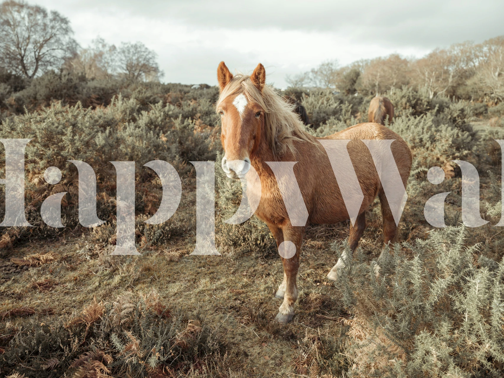 Muurschildering van een sereen paard te midden van een pastoraal landschap op happywall.com.