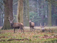 Forest Royalty tapety