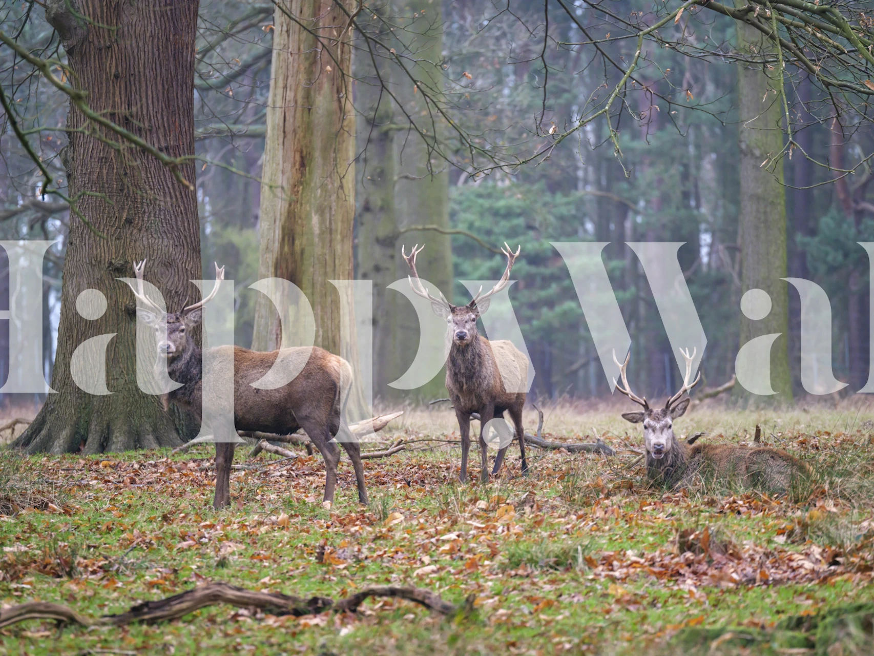 Wallpaper featuring deer in a forest