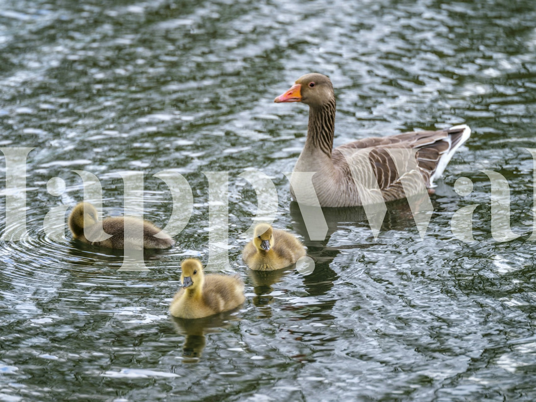 Mother goose with three goslings swimming in water wallpaper