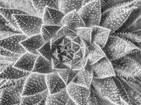 Graceful Succulent papiers peint