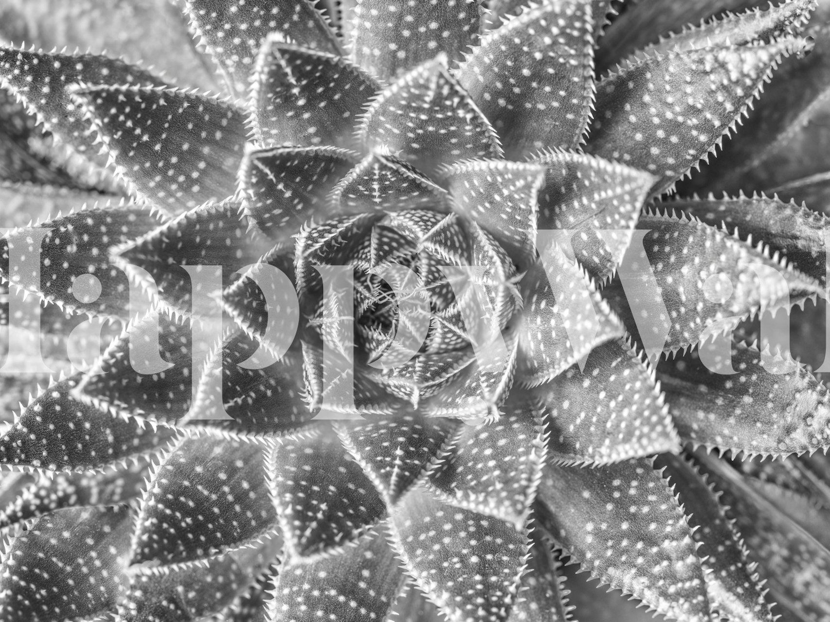 Behangontwerp Graceful Succulent in een kamer