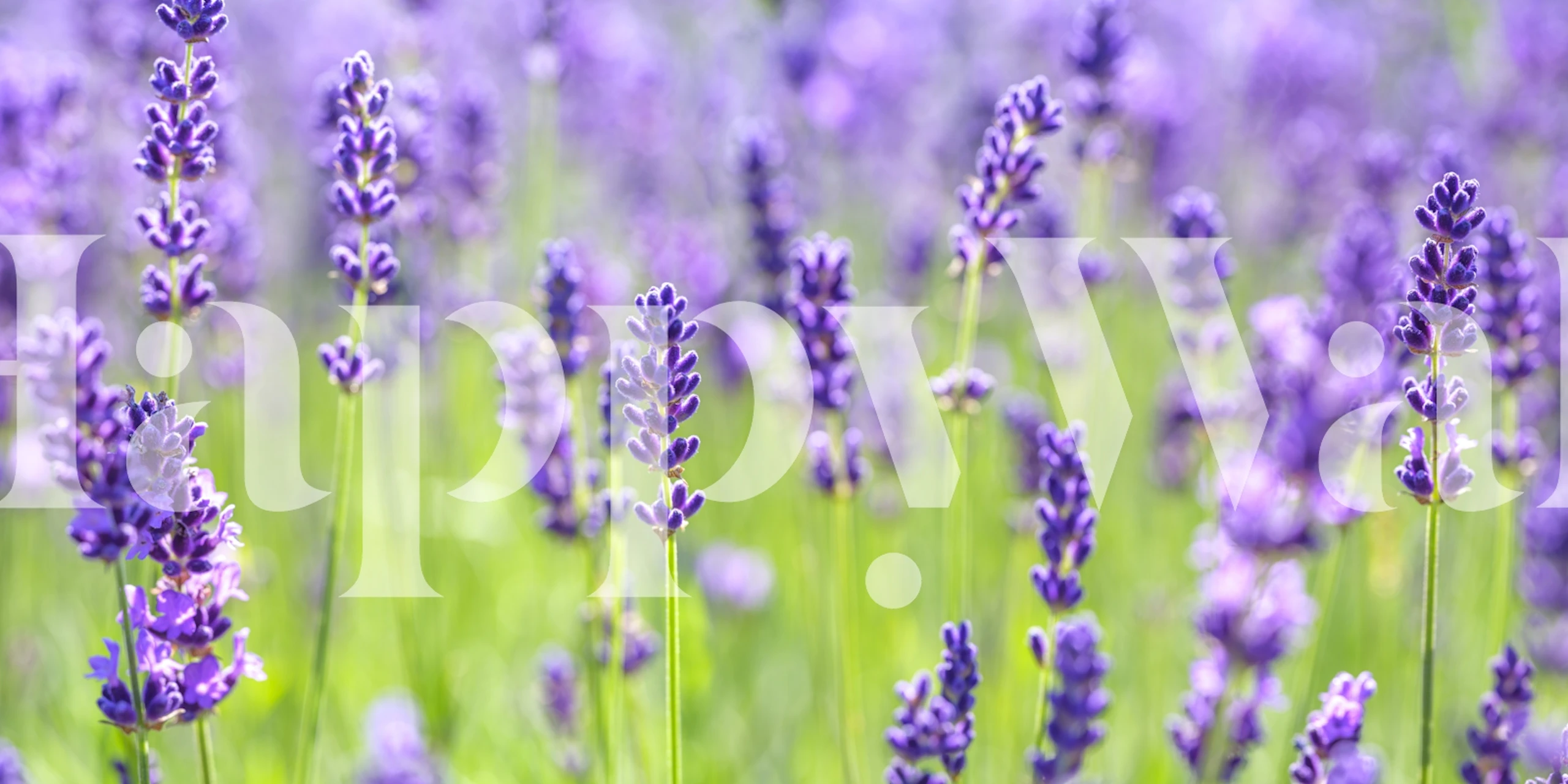 Lavender Dreams wallpaper in a room