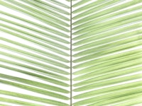 Palm Veins papiers peint