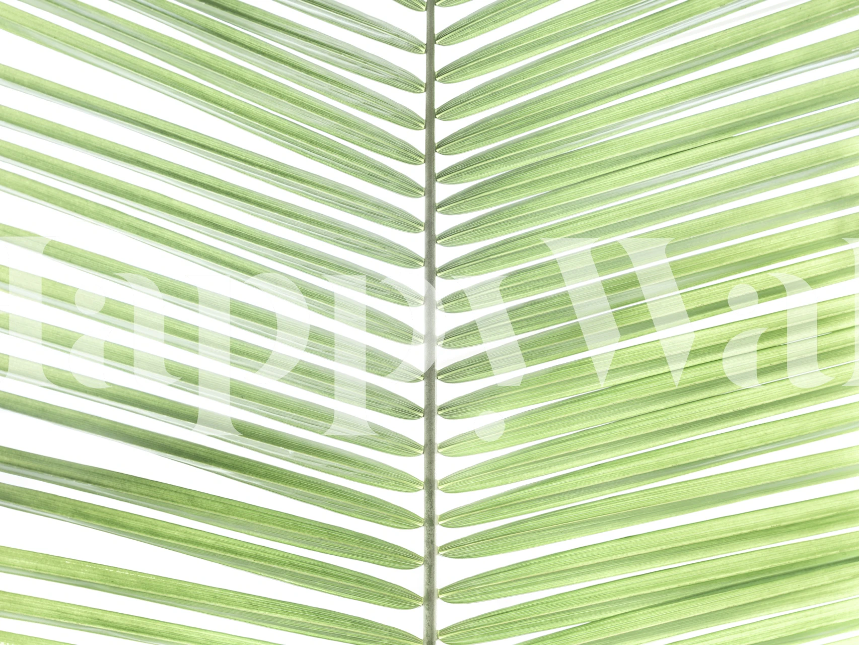 Green tropical palm leaf wallpaper on white background