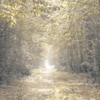 Into the Unknown tapete