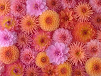 Symphony of Blooms tapete