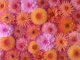 Symphony of Blooms