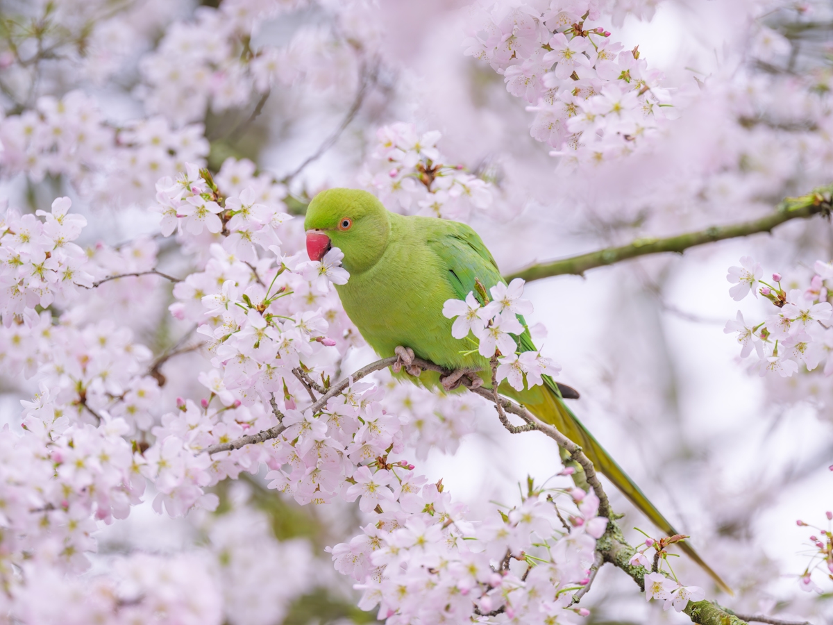 parakeet