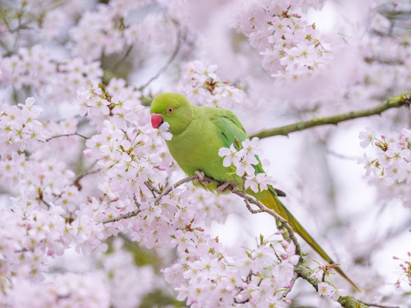 Blossom Bird