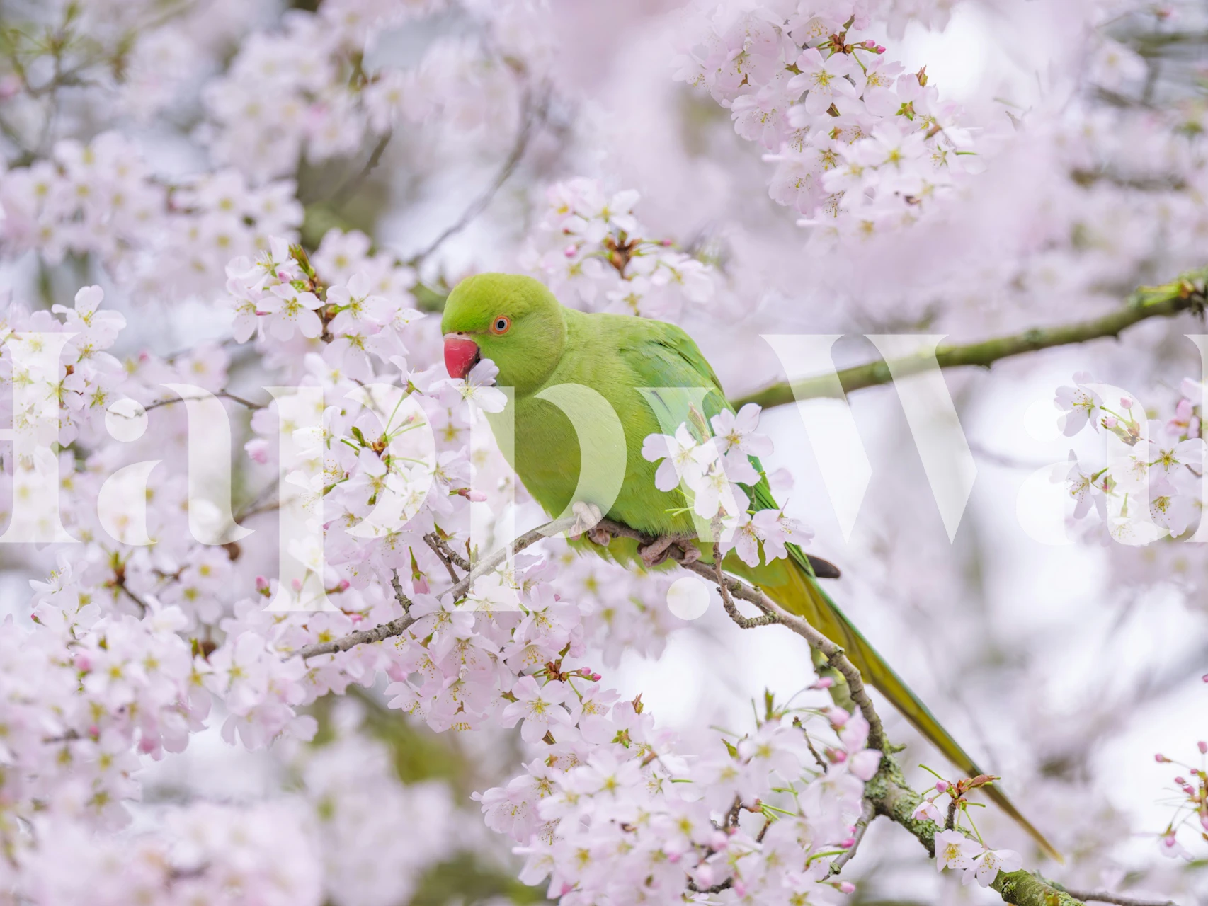 Carta da parati Blossom Bird in un contesto di stanza