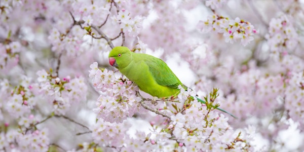 Parakeets on Blossom
