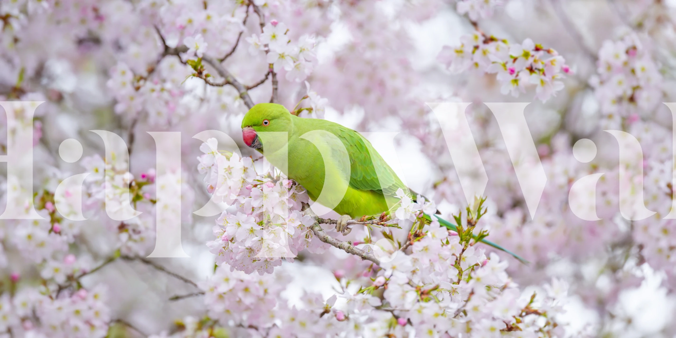 Parakeets on blossom wallpaper in a room