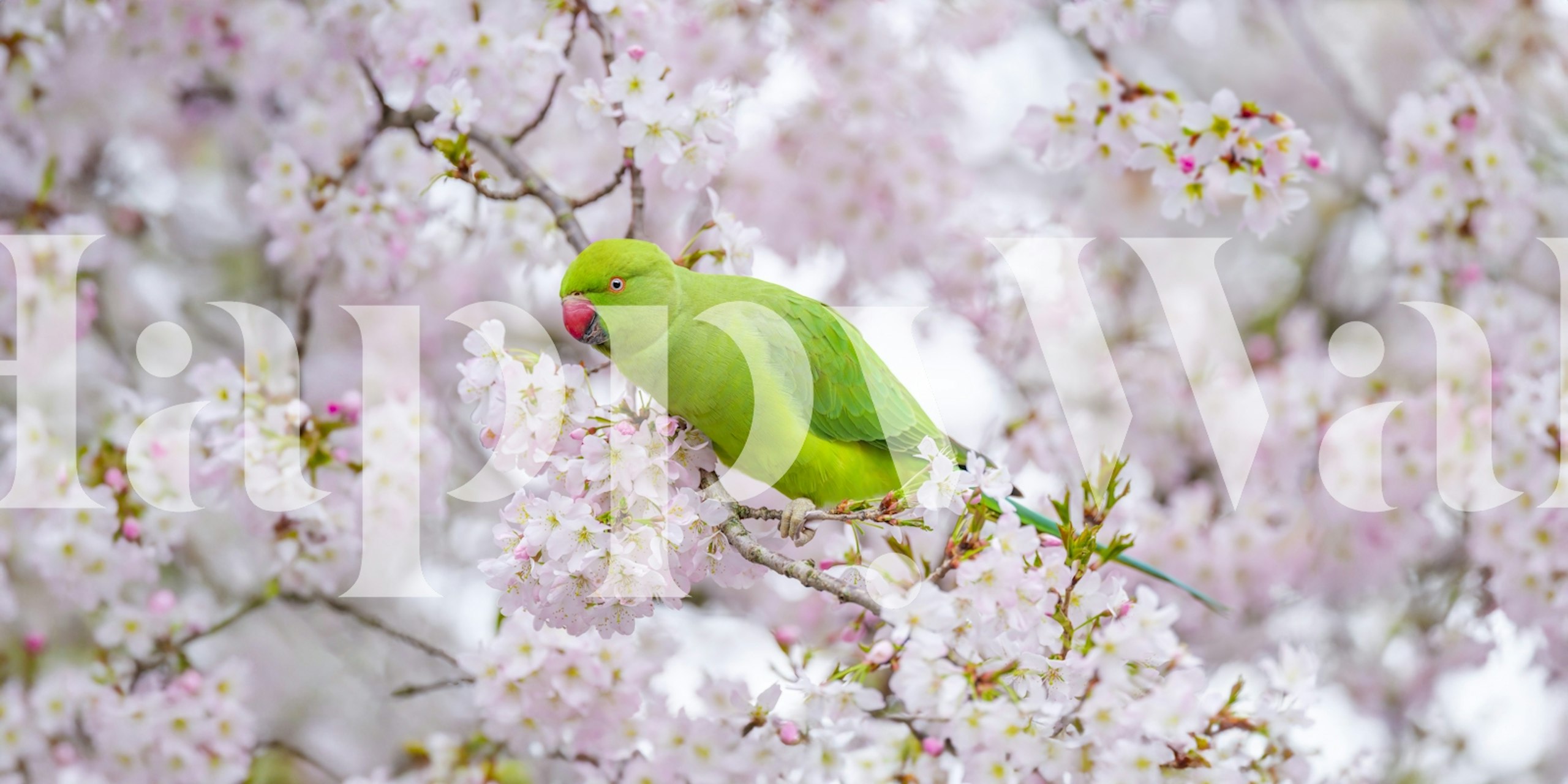 Parakeets on blossom wallpaper in a room