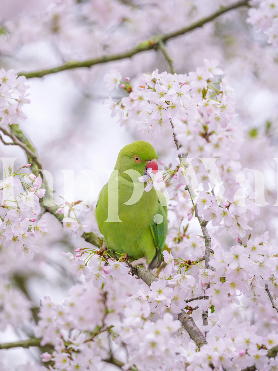 Papel de parede com Parakeets Among Flowers em um quarto