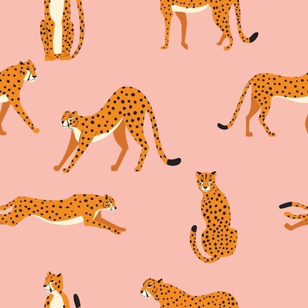 Cheetahs on Pink