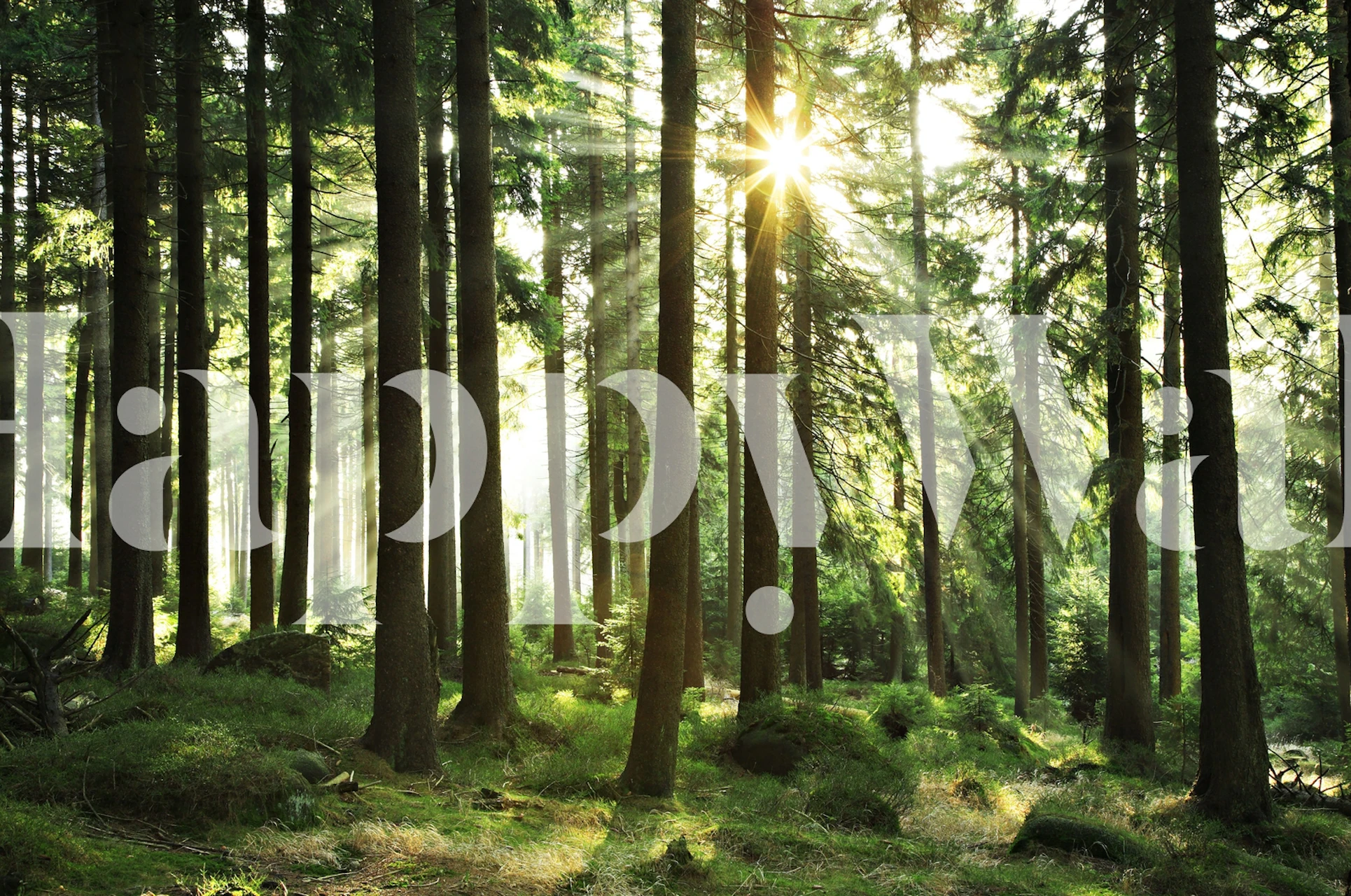 Sunlight filtering through tall trees in a green forest wallpaper