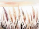 Neutral Nature Pampas Grass