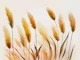 Pampas Grass Reed Art Neutral